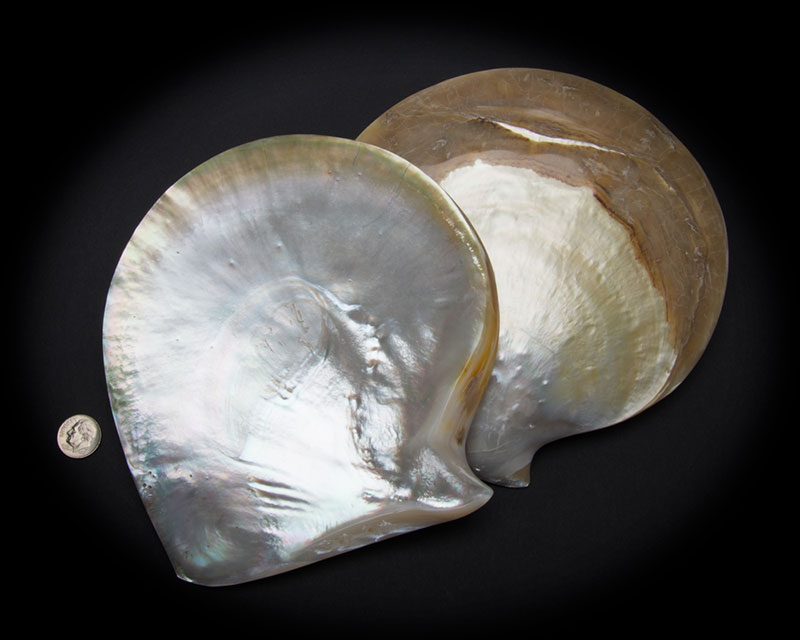 97-White_Mother_of_Pearl_Whole_Shell_Polished.jpg